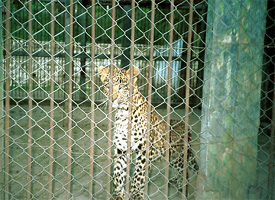 Baby leopard Rani looks out through her wired cage. 