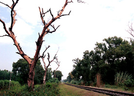 Dried up trees along the railway track in the Dasuya area of Hoshiarpur district.