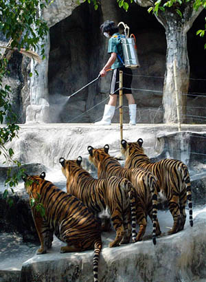 Four young tigers watch a worker spray disinfectant inside their compound