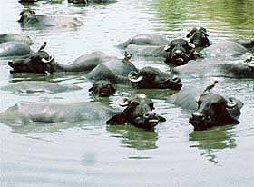 Milch cattle wallow in the waters of the toxic Tung drain