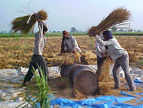 Companies will help replace outdated farming practices