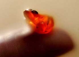 An Egyptian Cornelian frog amulet