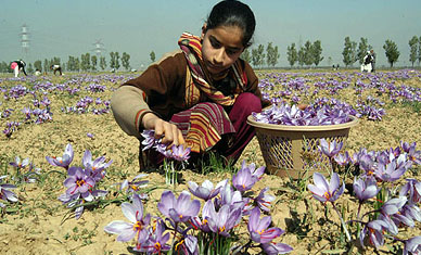 A girl plucks saffron flowers in Pampore