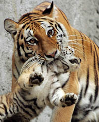 A mother tiger carries her two-month-old cub by the scruff of its neck