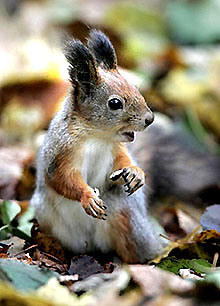 A squirrel stands on the ground among fallen leaves at a park in Moscow on Saturday