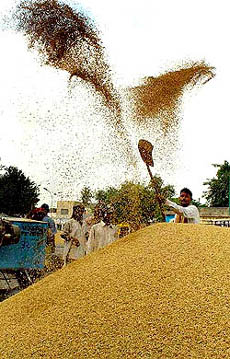 Mechanical handling of foodgrains can save transmission and storage losses