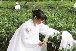 Jade Kilburn robing the white tea bush in a ceremony at the launch