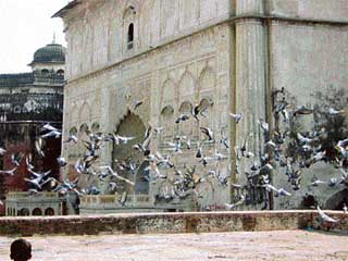 There is no effort to restore the painted chambers of the Quila and check the wild undergrowth