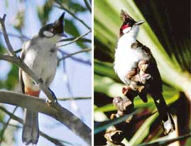 Red-whiskered bulbuls can be found in parks and gardens