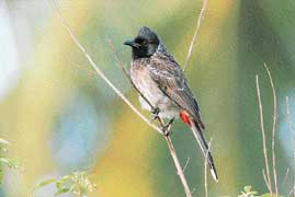The red-vented bulbul is a fiesty warrior
