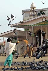 A woman feeds pigeons at Srinagar's Hazratbal shrine on Sunday
