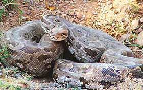 An 8-foot python after it was released by Wildlife Department officials in the forest area around Berwala, near Panchkula, on Monday. 