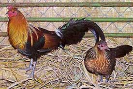 A pair of Indian red junglefowl in their new home at Chhat Bir Zoo near Chandigarh on Thursday