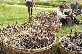 Over 1,000 guineafowls stuffed in cane-trays in violation of the Protection of Cruelty towards Animal Act being sold in Hallomajra village in Chandigarh
