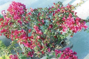 Bougainvilleas add colour and charm to the landscape