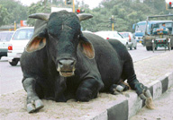 Stray cattle park themselves on a road divider in Sector 20 and a bull sits comfortably on a median of a road near Sector 20-30 crossing in Chandigarh.