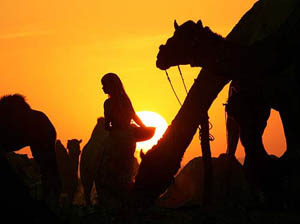 A woman feeds camels as the sun sets on the eve of the annual camel fair at Pushkar