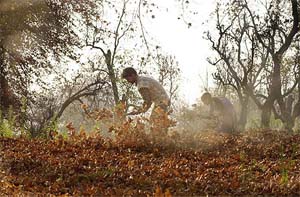 Kashmiris collect chinar leaves in the Nishat Garden on the outskirts of Srinagar