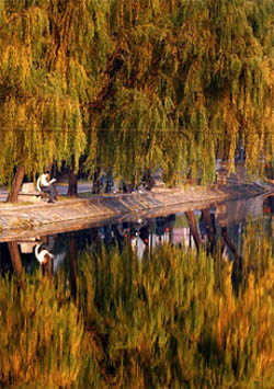 A Chinese man reads a book on a sunny autumn day