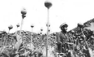 The sap that will make opium is harvested by farmers who fear their families will starve if they grow any other crop.