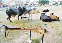 Stray cattle have found a new place to graze in a recently developed park in Sector 10, Panchkula. The Municipal Council has spent over Rs 7 crore on such parks, roads and other civic works this fiscal.