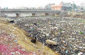 Garbage chokes Buddha Nullah near Haibowal Colony in Ludhiana