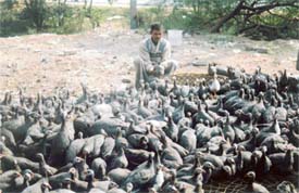 Guinea fowls on sale near Grain market in Ludhiana on Thursday