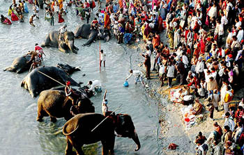 Elephant handlers, known locally as Mahauts, bathe their elephants in the Ganges during the annual cattle fair at Sonepur, 25 km north of the Patna, on Friday.