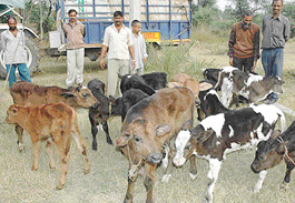 Male calves of the Jersey breed which were abandoned at Lehali village, near Lalru, 