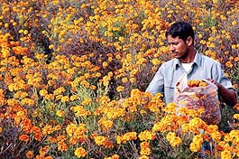 A farmer plucks flowers from a field in Jammu on Saturday.