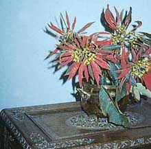 Poinsettia in a vase can decorate your room