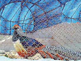 Amherst’s pheasant enjoys sunbath in the cage that has been covered with tarpaulin sheets at Chhat Bir Zoo to protect the birds from the winter