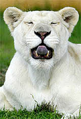 Temba, a white male lion, yawns inside a cage at Attica zoological park in Athens on Tuesday