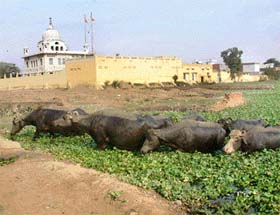 Historic Sultanwind is a picture of civic neglect
