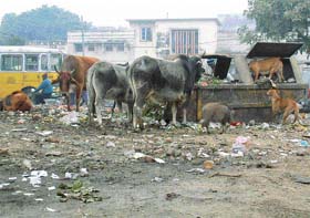 It is estimated that more than 500 tonnes of garbage is produced in the city every day. But night sweeping in the Holy City is non existent