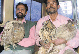Accused Hari Singh and Ramesh with the endangered birds, rescued by the Delhi Police Crime Branch in the Capital on Saturday