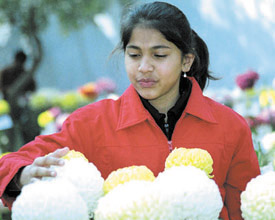 A girl admires the beauty of a chrysanthemum at the 19th Godavari Flower Show at Dilli Haat on Saturday