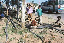 Employees of the Punjab Forest Department on Sunday cut down eucalyptus trees along the Zirakpur-Patiala highway in Zirakpur