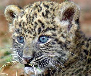 Deeya, an abandoned female leopard cub that was rescued by the Wildlife Institute of India, Dehra Dun, at her new house in Chhat Bir Zoo