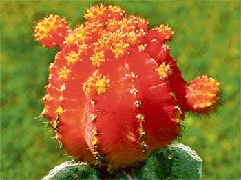 The rare “Gymnoclusem” thorny beauty blooms in Panchkula’s cactus garden after 20 years