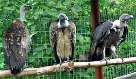 Gyps vultures at the Vulture Care Centre near Pinjore