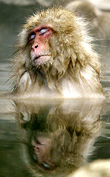 A monkey bathes in a hot spring at a valley in Yamanouch, central Japan