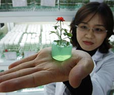A technician of Invitroplant shows a rose on a gel-type culture fluid