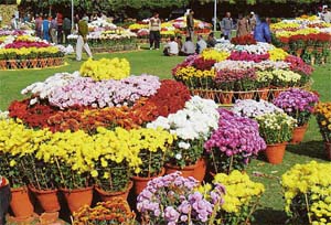Chrysanthemum blooms on display at the Terraced Garden, Sector 33, Chandigarh, on Thursday on the eve of the chrysanthemum show. 