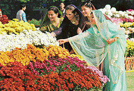 Girls admire the beauty of flowers at the Chrysanthemum Show display at Terraced Garden in Sector 33, Chandigarh, on Friday.