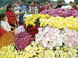 Visitors at the Chrysanthemum Show displayed at Terraced Garden in Sector 33, Chandigarh, on Saturday. 
