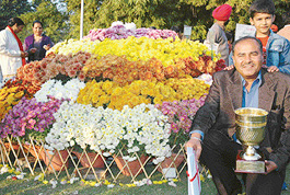 Mr Varinder Sharma with his collection which won the first prize at the Chrysanthemum Show at Terraced Garden in Sector 33, Chandigarh, on Sunday. 