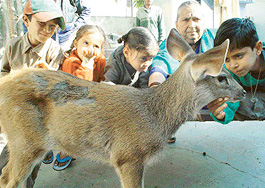 Ms Kamla Devi and her grandchildren caress the sambar recuperating at their house in Pinjore.