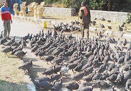 Guinea fowls on sale along the Panchkula-Kalka national highway near Panchkula.