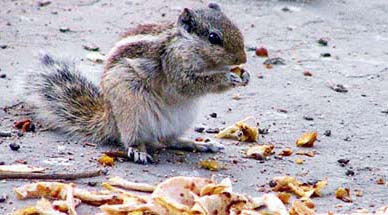 A squirrel bites on some leftovers near Rakh Bagh in Ludhiana